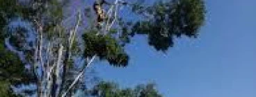 20% Off On All Tree Removal Projects Pretoria West Plumbers