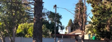 Year End Special Tree Felling Discount Muizenberg Tree Cutting , Felling &amp; Removal
