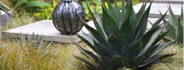 Water wise and frost hardy plants