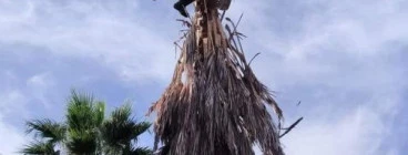 Palm tree pruning