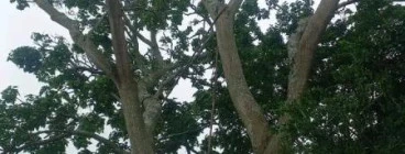 Harzard tree felling safe and sound