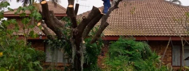 Mk Treefelling &amp; Maintenance services Pretoria Central Tree Stump Removal &amp; Grinding