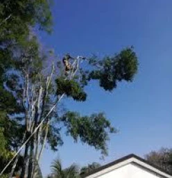 20% Off On All Tree Removal Projects Pretoria West Plumbers