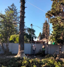 Year End Special Tree Felling Discount Muizenberg Tree Cutting , Felling &amp; Removal