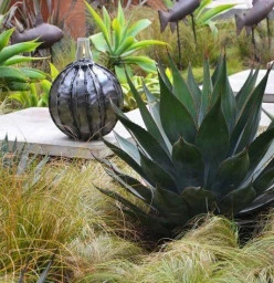 Water wise and frost hardy plants