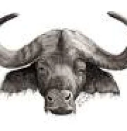 Nyari Construction and Maintenance (Pty)Ltd