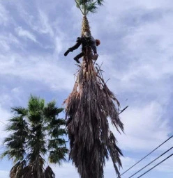 Palm tree pruning