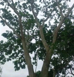 Harzard tree felling safe and sound