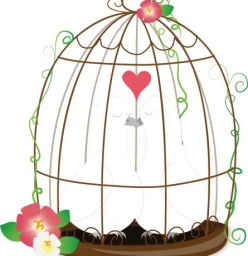 Bird Proofing Cape Town Durbanville 1