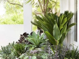 Garden Pots and Plants