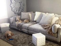 How to choose the perfect couch