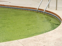 Top tips for controlling swimming pool algae