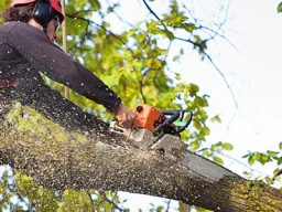 Tree Surgery