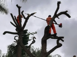 Why Tree Felling is Important?