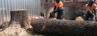 Exclusive Tree Removal Special Offer in Pretoria! 10% Discount Waterkloof Glen Tree Cutting , Felling &amp; Removal