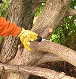 Tree felling 10% Bellville West Tree Cutting , Felling &amp; Removal
