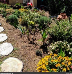 landscaping Randburg CBD Garden Cleanup