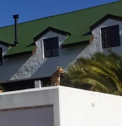 Roof Painter Cape Town Central Handyman Services