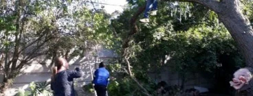 We do TREE felling services, Stump Removal TREE trimming garden cleaning Cape Town Central Tree Stump Removal &amp; Grinding
