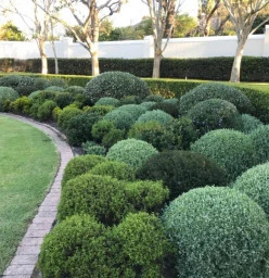 Discounted full payments in advance Constantia Garden &amp; Landscaping Contractors &amp; Services