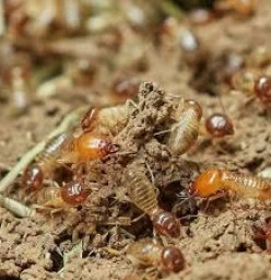 011 Pest Control Booysens 1