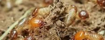 011 Pest Control Booysens 1