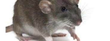 The Specialists Pest Control Welkom Doorn 1