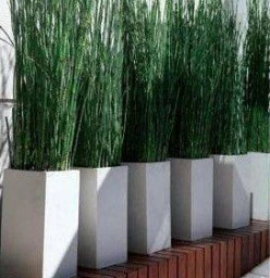 Tranquility Landscapes Pty Ltd Nelspruit CBD 1
