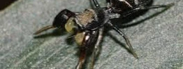 CP exterminators Melrose 1