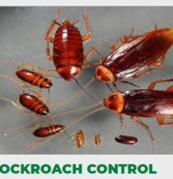 Service Master: Pest Control and Cleaning - Northern Natal Newcastle CBD 1