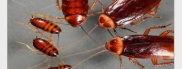 Service Master: Pest Control and Cleaning - Northern Natal Newcastle CBD 1