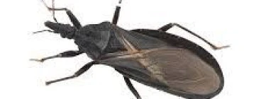 insects control