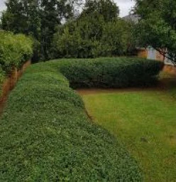 The Green Garden Organics Highway Gardens 1