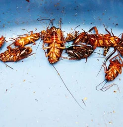 Cockroach Fumigation and Extermination.