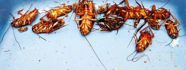 Cockroach Fumigation and Extermination.