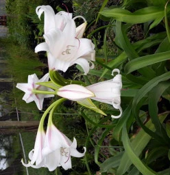 DESIGNaSCAPE Garden Design & Landscaping and Indigenous Nursery Pietermaritzburg CBD 1