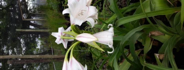 DESIGNaSCAPE Garden Design & Landscaping and Indigenous Nursery Pietermaritzburg CBD 1
