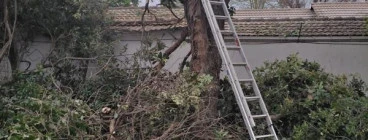 Tree cutting