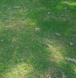 Before the manure