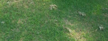 Before the manure