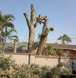 Tree cutting, Trimming of unnecessary branches, Bush clearance, Site clearance Ballito Tree Cutting , Felling &amp; Removal