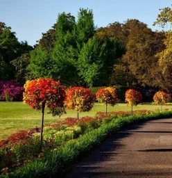 pruning your shrubs