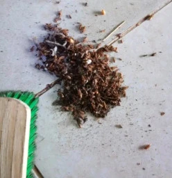 Jt pest  control services Randburg CBD 1