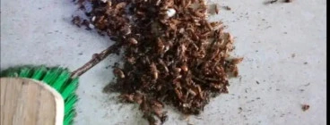 Jt pest  control services Randburg CBD 1