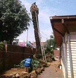 Immaculate Tree Felling☑️ Sunninghill 1