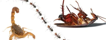 Pest Managers Cape Town Cape Town Central 1